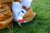 Stichting De IJsvogel
