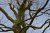 Stichting De IJsvogel